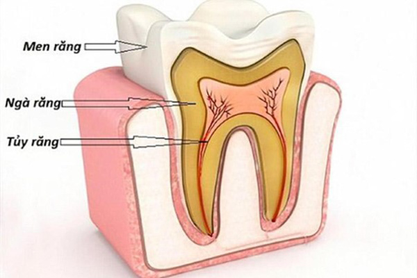 Khi lấy tủy răng số 7 bao nhiêu tiền? Cập nhật bảng giá lấy tuỷ răng số 7