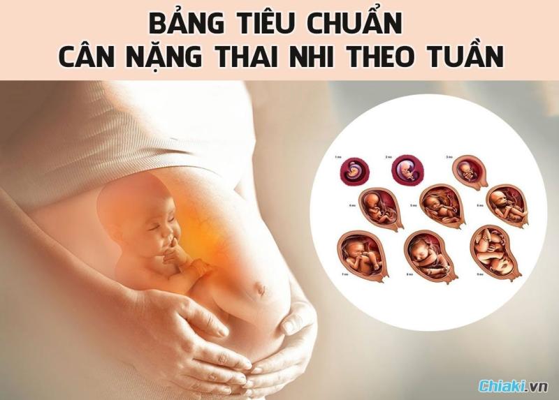 Làm sao để biết cân nặng thai nhi theo tuần?
